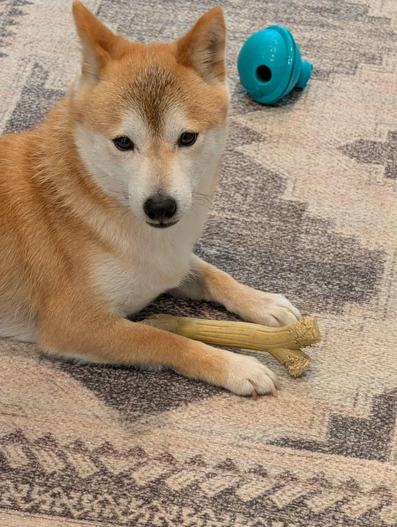 An adult small-sized male Shiba Inu dog named Kit for adoption in Omaha, NE