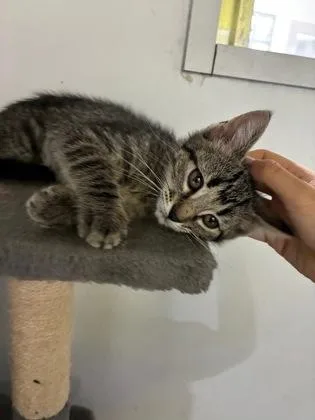 A baby small-sized female Domestic Short Hair cat named Sneezy for adoption in New Orleans, LA