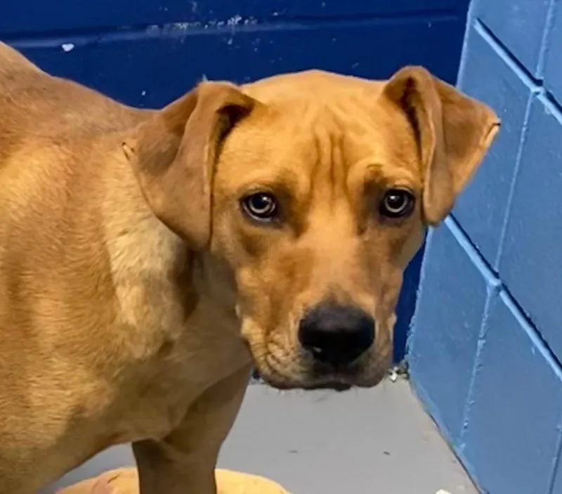An adult medium-sized male Labrador Retriever dog named Voltage for adoption in Hartsville, SC