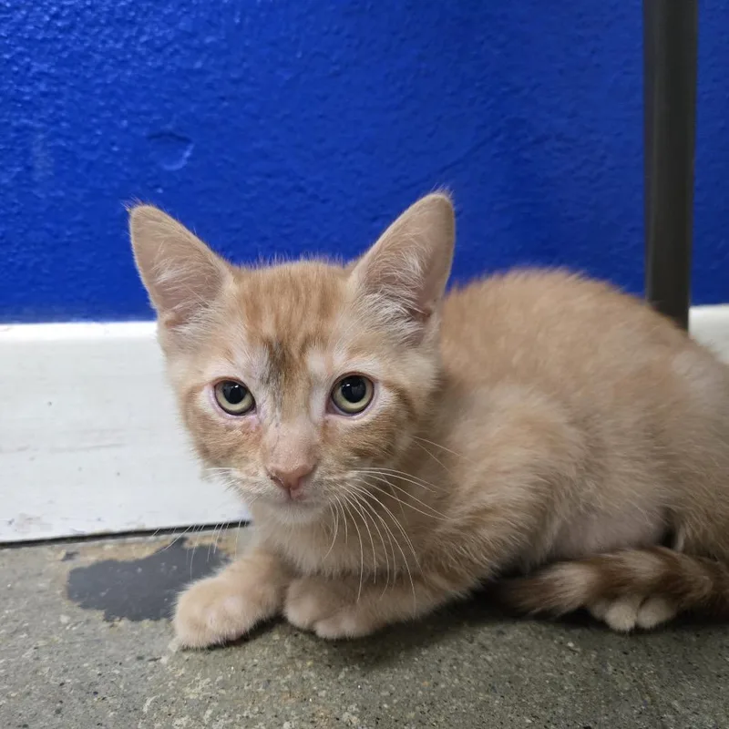 A baby small-sized female Orange / Red Domestic Short Hair cat named Clementine for adoption in Los Angeles, CA