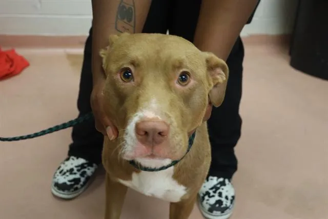 An adult medium-sized female Mixed Breed dog named Sweetness for adoption in Columbia, SC
