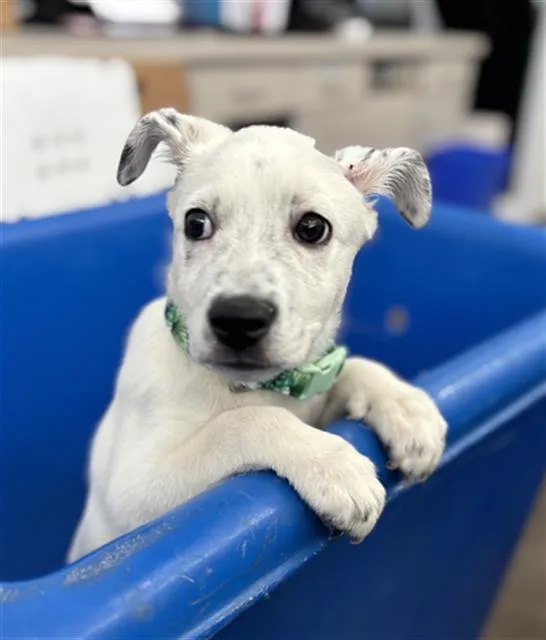 A baby medium-sized female Mixed Breed dog named Juju for adoption in Dallas, TX