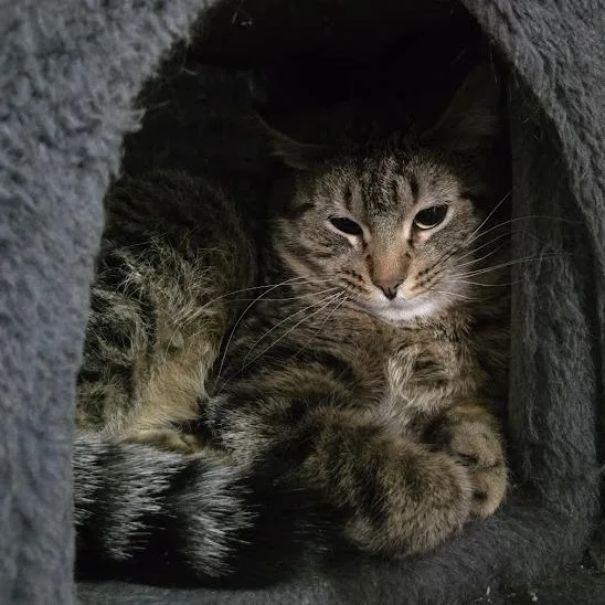 A young small-sized female Brown / Chocolate Domestic Medium Hair cat named Thelma for adoption in Sioux Falls, SD