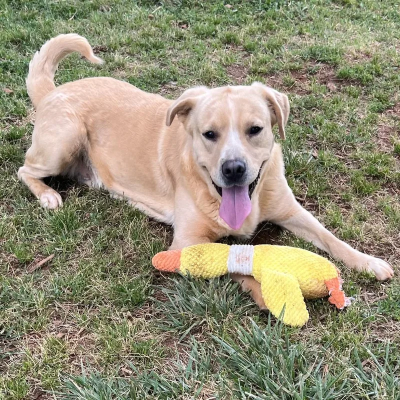 An adult medium-sized male Golden Labrador Retriever dog named Oakie for adoption in Greenville, SC