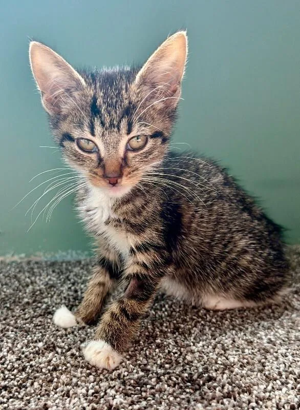 A young medium-sized female Tabby (Brown / Chocolate) Domestic Short Hair cat named Lucki for adoption in Warren, PA
