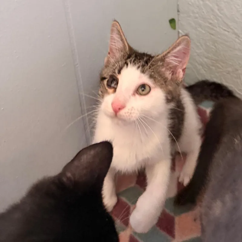 A baby small-sized male White Domestic Short Hair cat named Atticus for adoption in Richland, MI