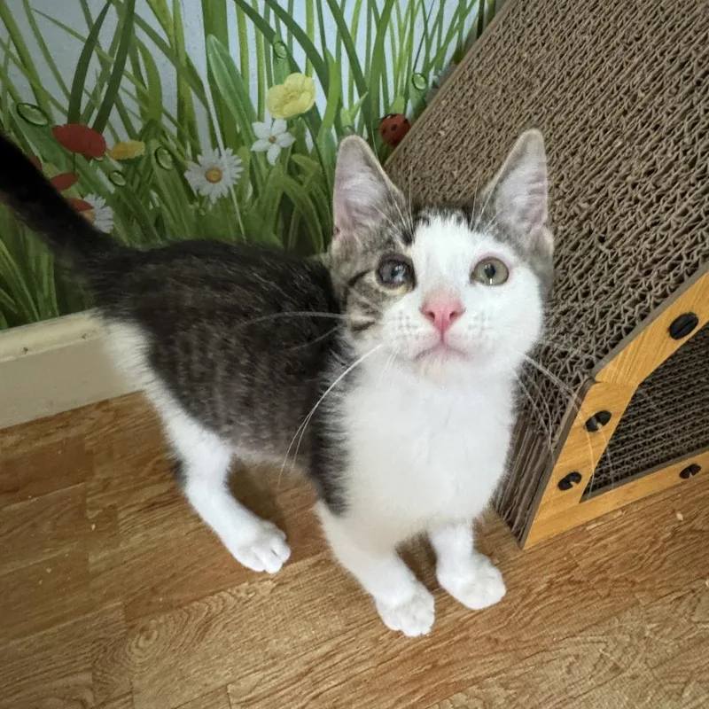 Atticus thumbnail 3