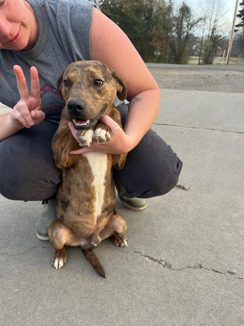 A baby medium-sized male Pit Bull Terrier dog named Billy for adoption in Zimmerman, MN