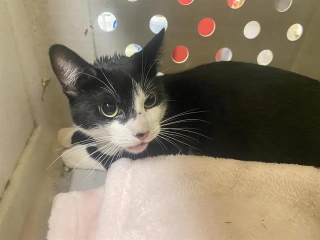 A young medium-sized male Domestic Short Hair cat named Cue Ball for adoption in Santa Cruz, CA
