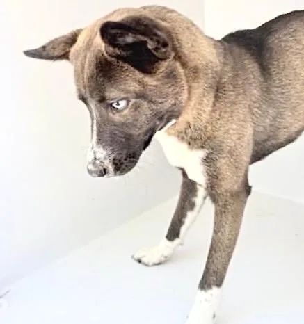 An adult medium-sized female Akita dog named A for adoption in Houston, TX