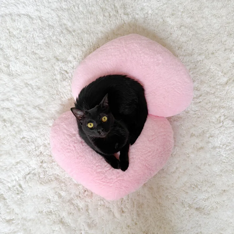 An adult medium-sized female Domestic Short Hair cat named Bumbleberry for adoption in New Orleans, LA