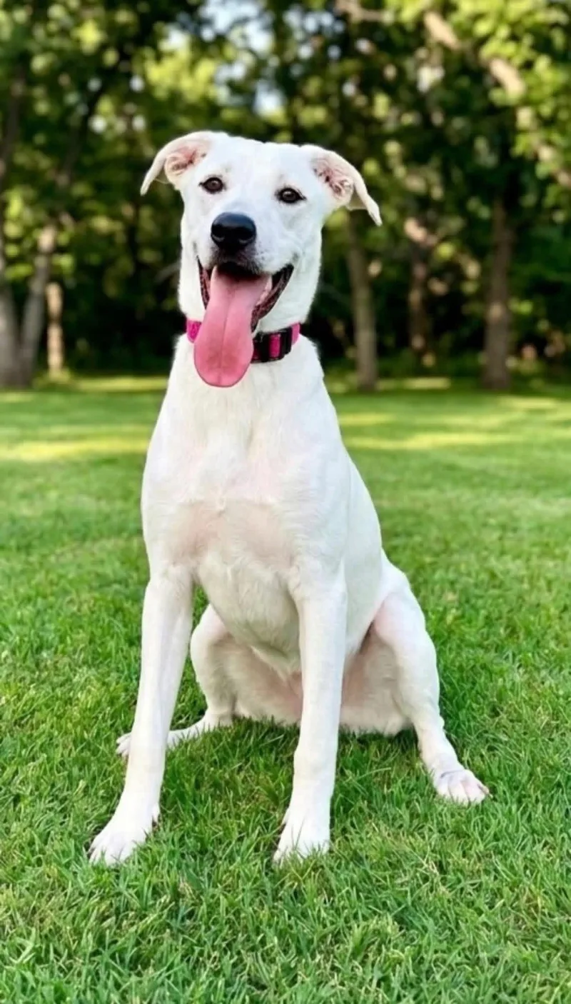 A young medium-sized female Labrador Retriever dog named Daisy for adoption in Rockwall, TX