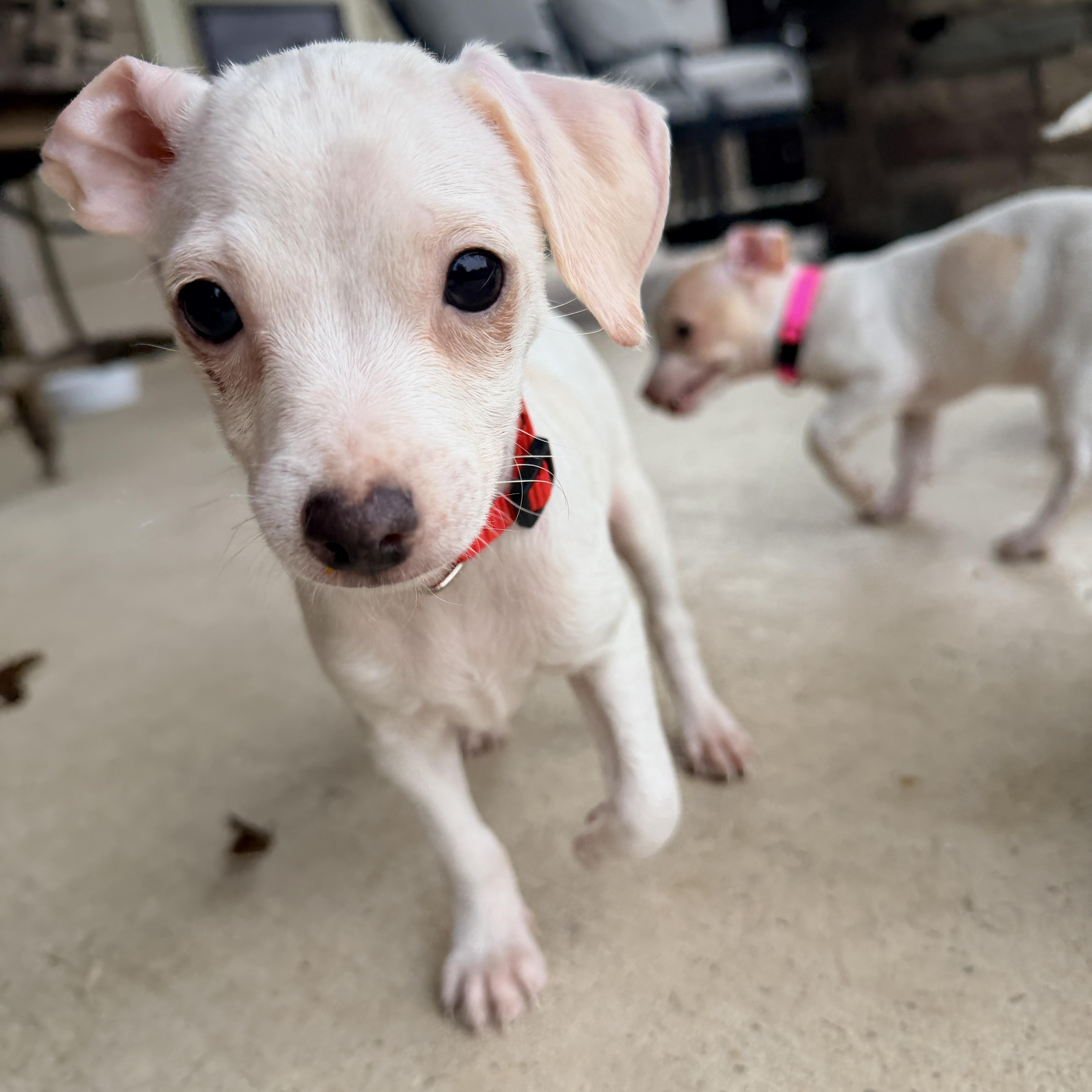 A baby small-sized male Chihuahua dog named Teddy for adoption in San Antonio, TX
