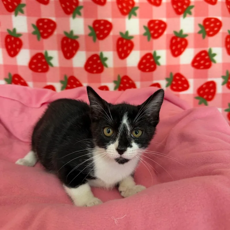 A baby small-sized male Black Domestic Short Hair cat named Brandon for adoption in Deerfield, IL