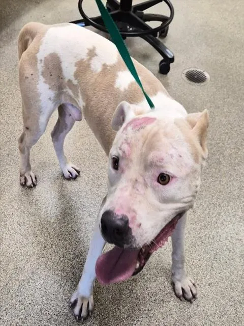 An adult large-sized male American Bulldog dog named Ernest for adoption in Fort Myers, FL
