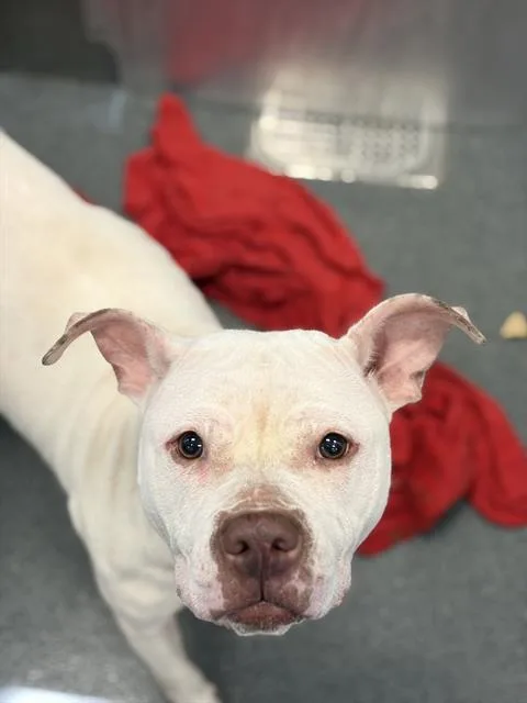 An adult medium-sized female Pit Bull Terrier dog named Snow for adoption in Dallas, TX