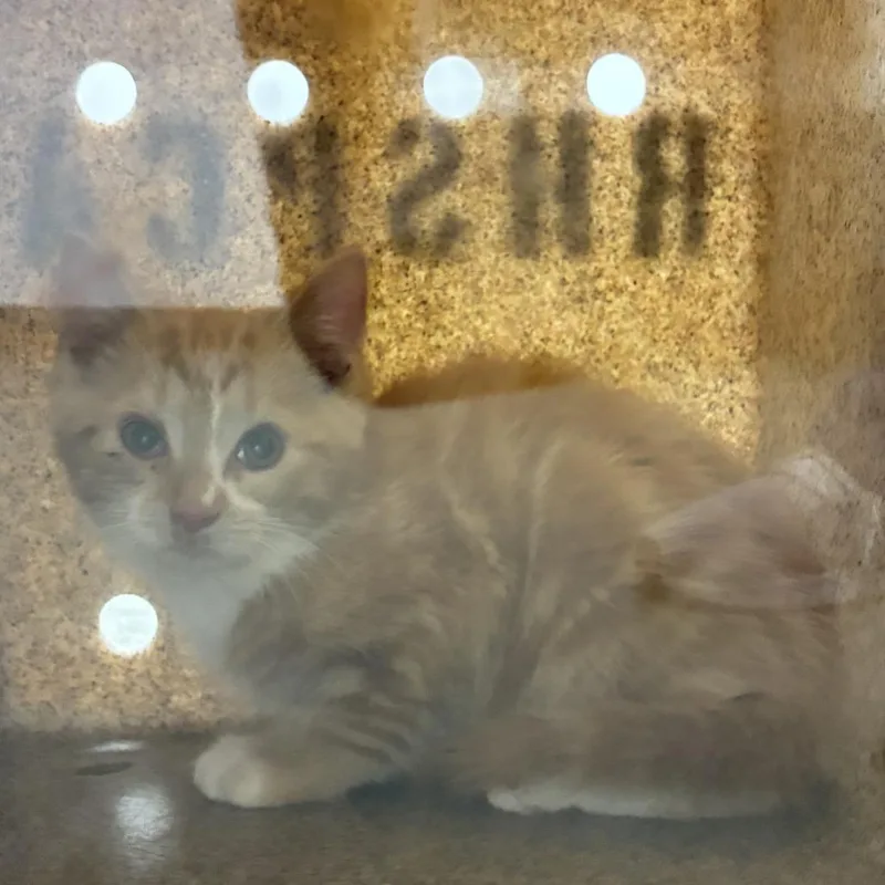 A baby small-sized male Orange / Red Domestic Short Hair cat named 71449 for adoption in Harrisonburg, VA