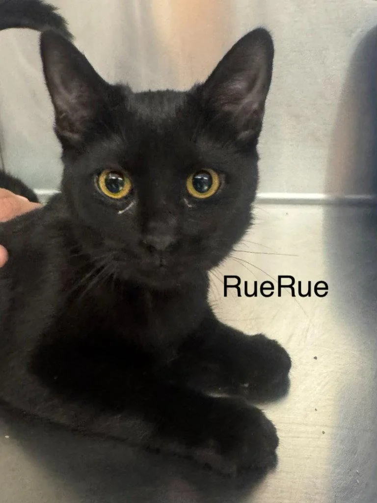 A young small-sized female Black Domestic Short Hair cat named RueRue for adoption in Saint George, UT