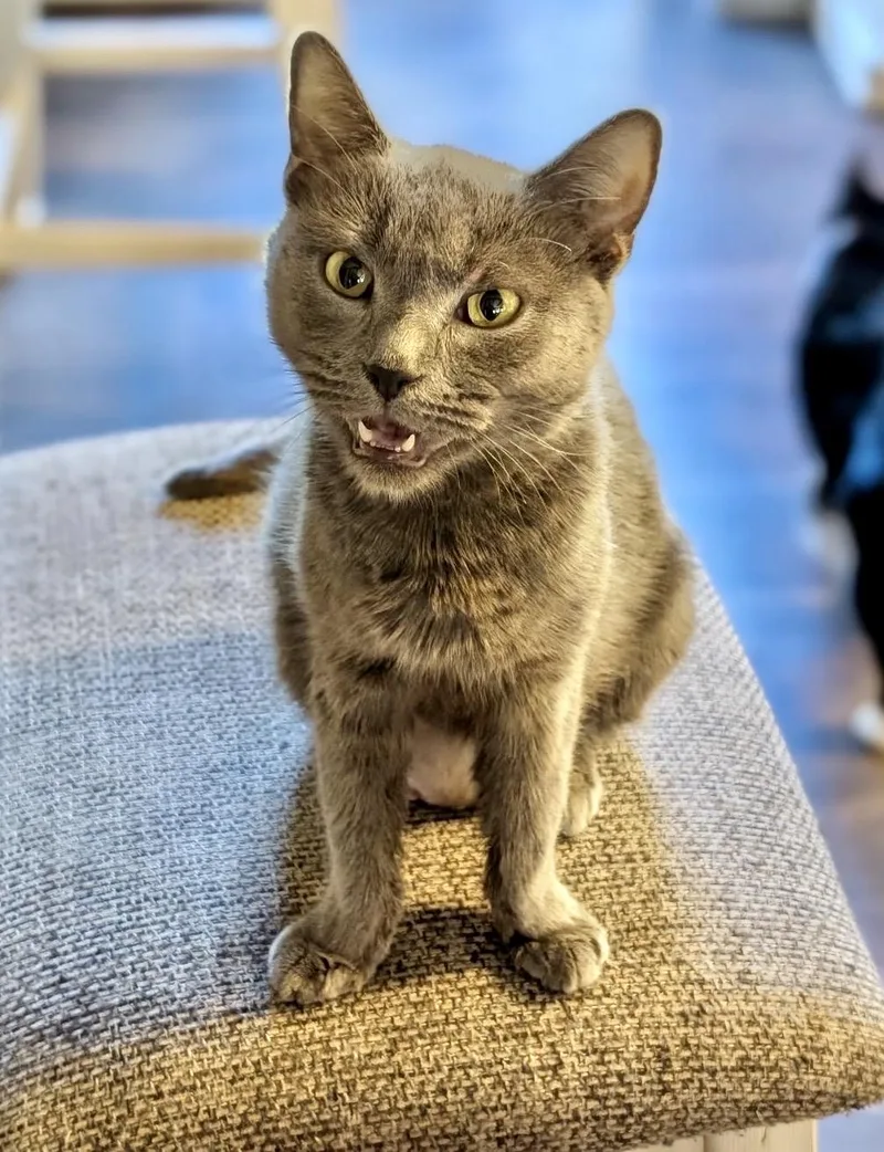 An adult large-sized female Gray / Blue / Silver Domestic Short Hair cat named Champagne for adoption in Griswold, CT