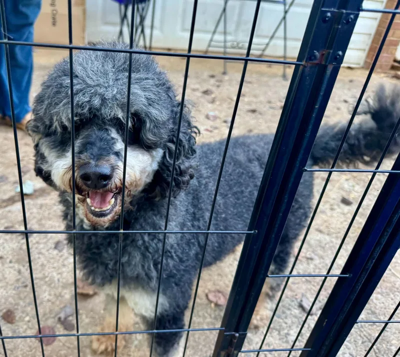 An adult medium-sized male Poodle dog named Levi for adoption in Maiden, NC