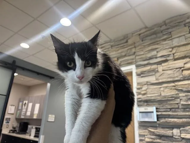 An adult large-sized male Domestic Medium Hair cat named Tino for adoption in Garland, TX