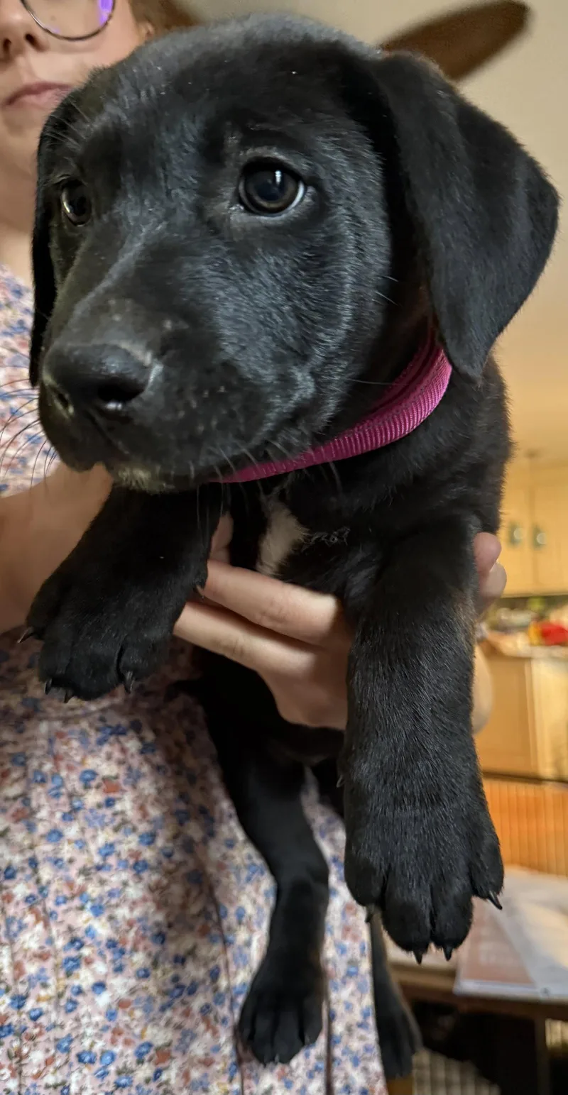 A baby large-sized female Labrador Retriever dog named Brie for adoption in Garner, NC