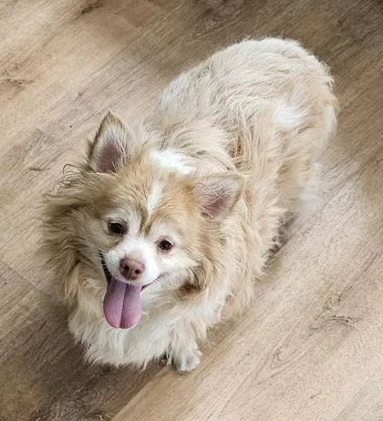 An adult small-sized male Chihuahua dog named Grizzy Fka Gizmo for adoption in West Chester, PA
