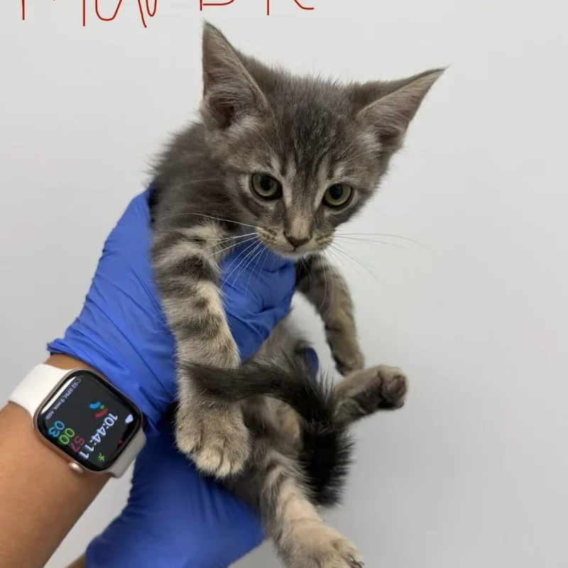 A baby small-sized male Gray / Blue / Silver Domestic Short Hair cat named Marble for adoption in Sunnyvale, CA