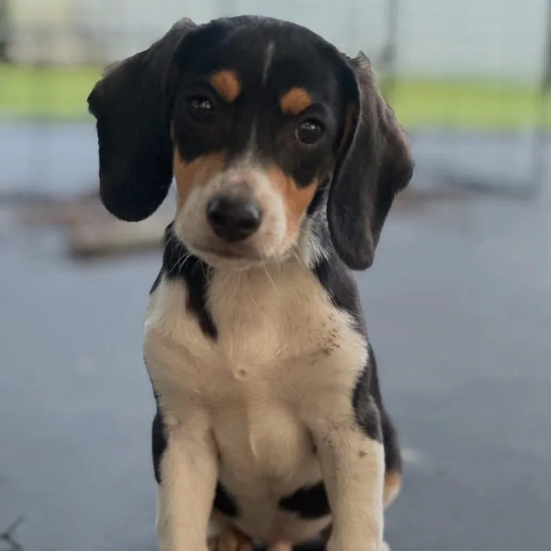 A baby small-sized male White / Cream Beagle dog named Simon for adoption in Baton Rouge, LA