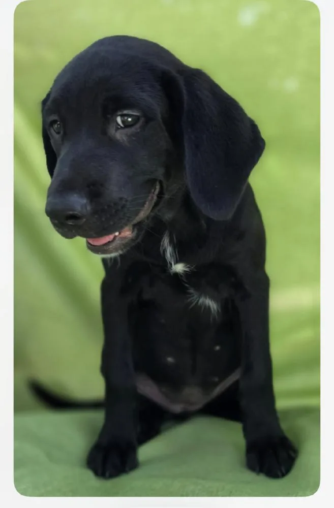 A baby large-sized female Black Labrador Retriever dog named Emerald for adoption in Willingboro, NJ