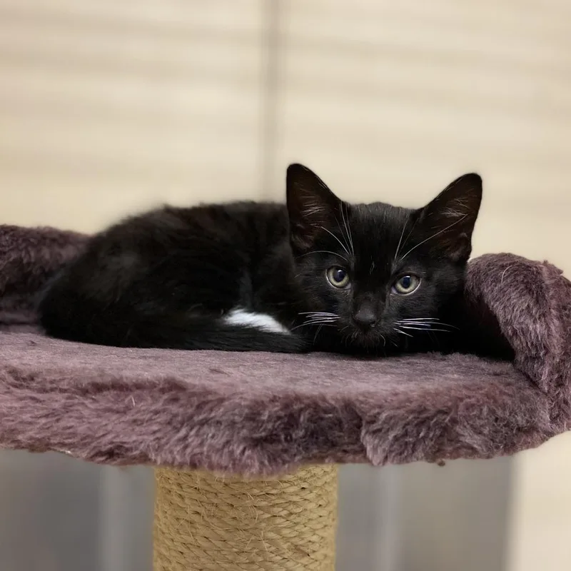 A baby small-sized female Black Domestic Short Hair cat named Clarabelle for adoption in Los Angeles, CA