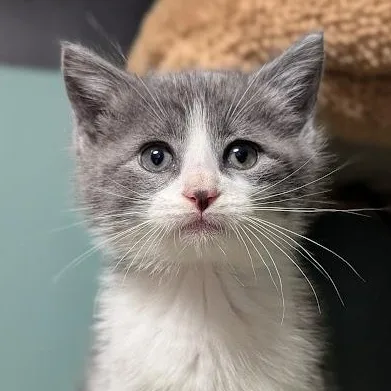A baby medium-sized male Gray & White Domestic Short Hair cat named Scrappydoo for adoption in Shippenville, PA