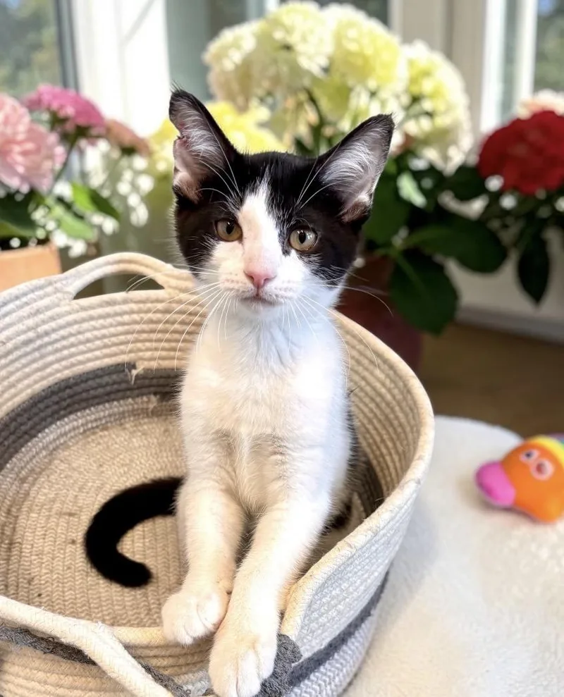 A baby small-sized male Black & White / Tuxedo Domestic Short Hair cat named Slinky for adoption in Perry, IA