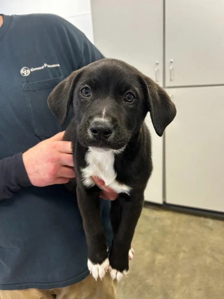 A baby small-sized female Mixed Breed dog named Jan for adoption in Thousand Oaks, CA