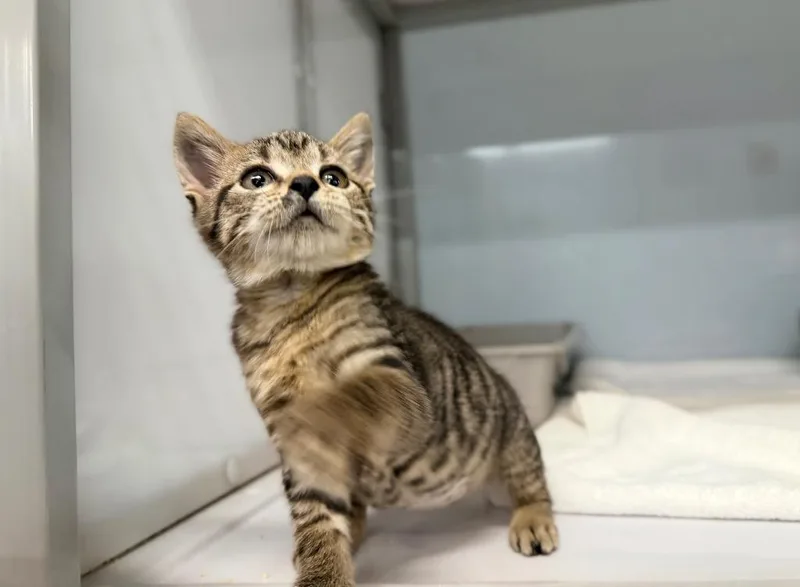 A baby medium-sized male Domestic Short Hair cat named Narvi for adoption in Raleigh, NC
