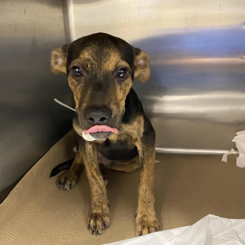 A baby small-sized male Mixed Breed dog named LA Petey for adoption in Port Washington, NY