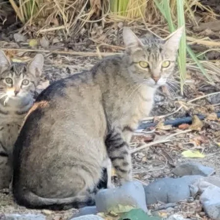 A young medium-sized female Tabby cat named Vivi for adoption in Carson City, NV