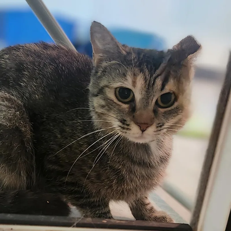 Rapunzel thumbnail 2