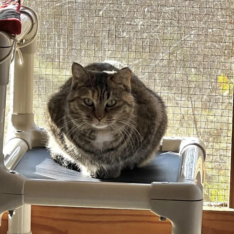 Rapunzel thumbnail 3