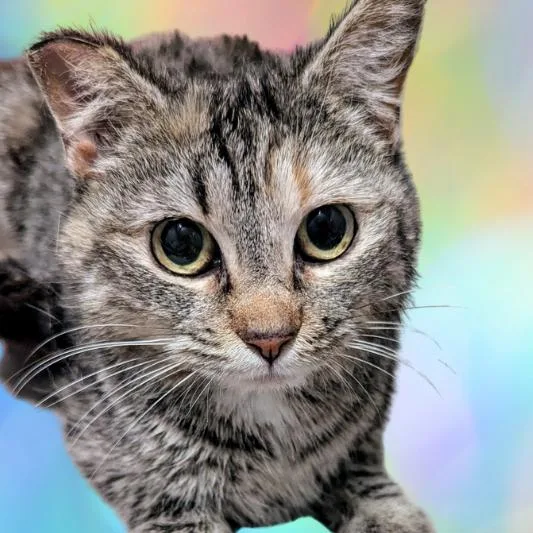 Rapunzel thumbnail 4