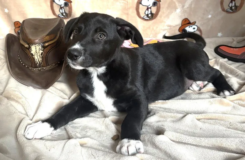 A baby large-sized male Pit Bull Terrier dog named King Julian for adoption in Wetumpka, AL