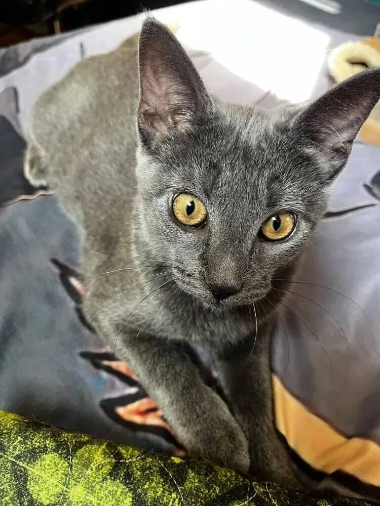 A baby small-sized female Gray / Blue / Silver Domestic Short Hair cat named Patsy for adoption in Skippack, PA