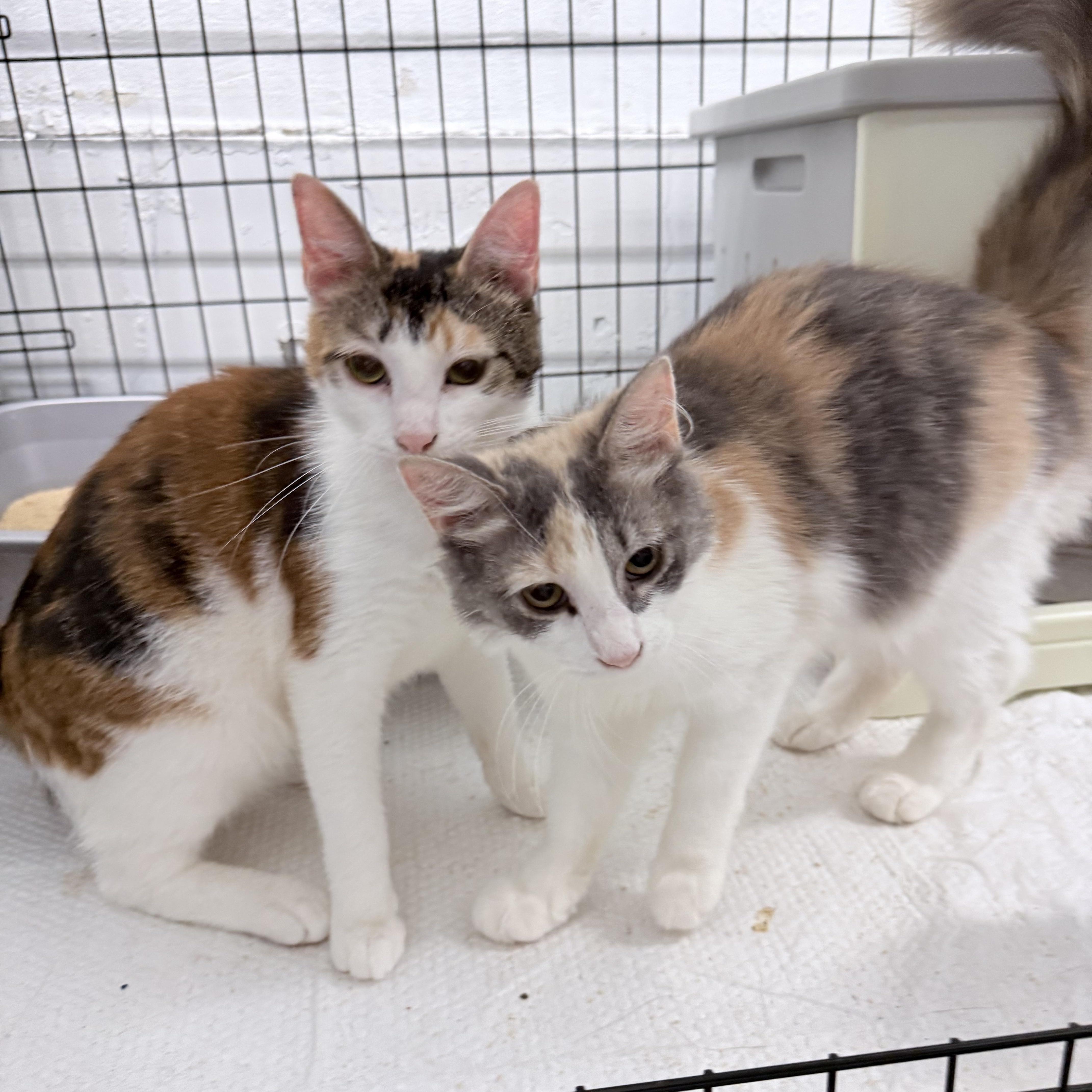 A young medium-sized female Domestic Medium Hair cat named Treela & Leafaney for adoption in Philadelphia, PA