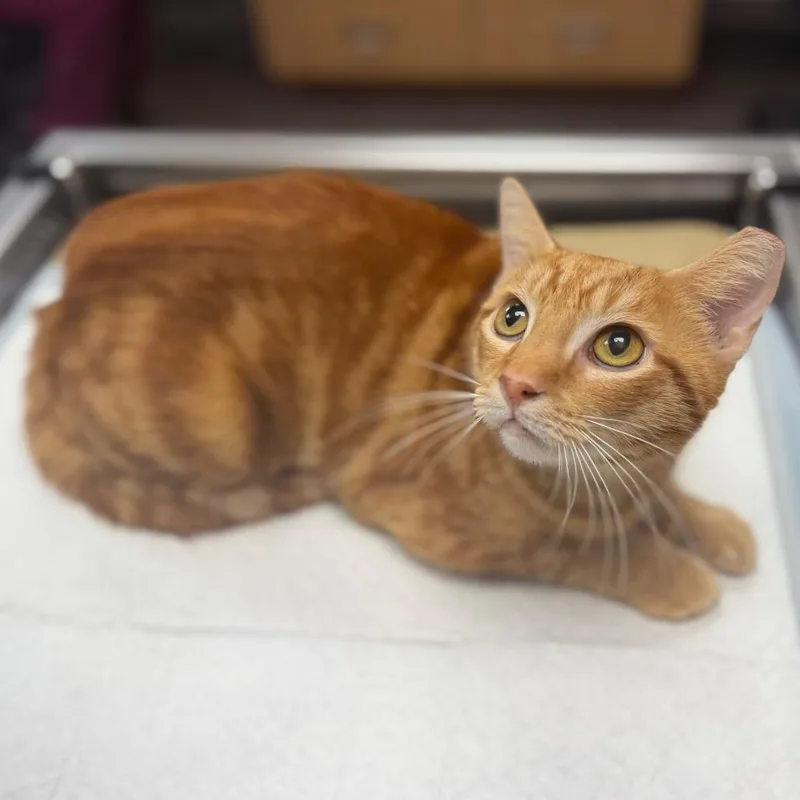 An adult medium-sized female Orange / Red Domestic Short Hair cat named Barb for adoption in Sarasota, FL