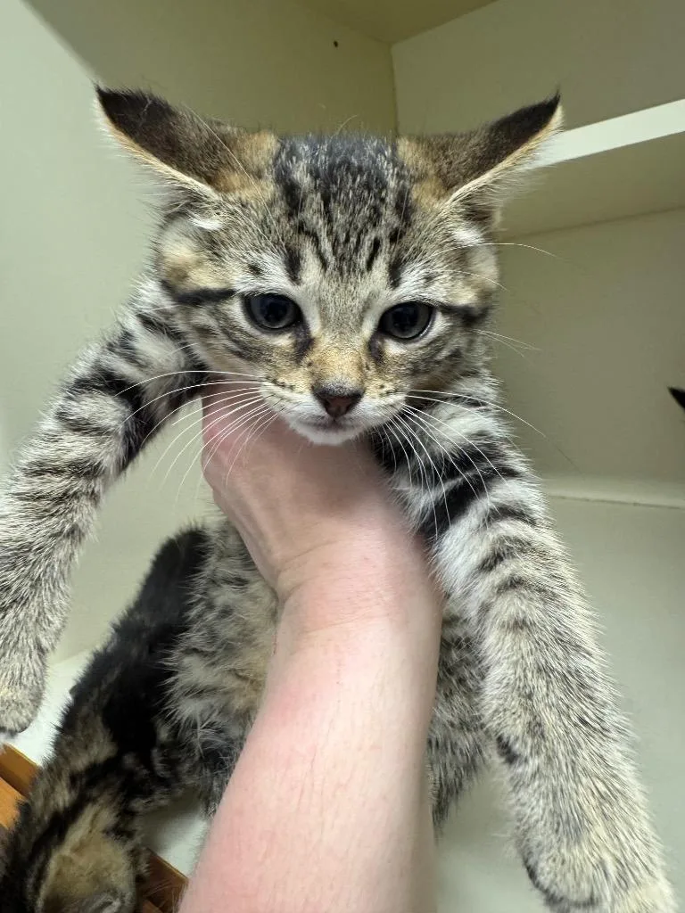 A baby medium-sized female Domestic Short Hair cat named Road for adoption in Bloomington, IN