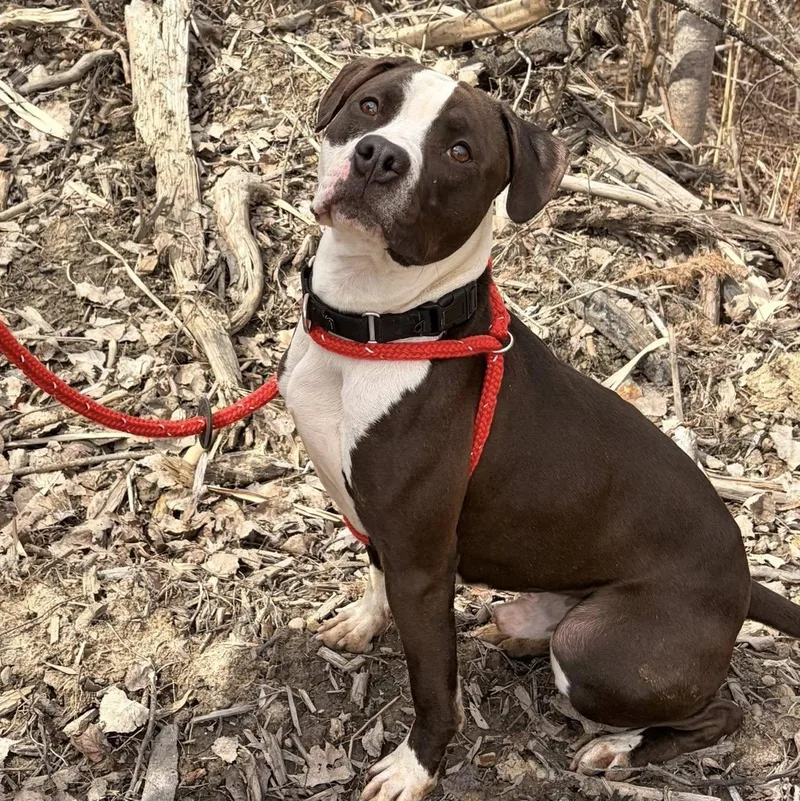 A young large-sized male Terrier dog named Rye for adoption in North Syracuse, NY