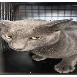 An adult large-sized male Domestic Short Hair cat named Beck for adoption in Tampa, FL