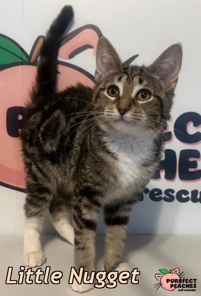 A baby medium-sized female Domestic Short Hair cat named Little Nugget for adoption in Douglasville, GA