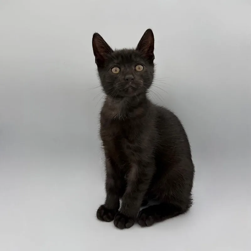 A baby medium-sized male Domestic Short Hair cat named Jasper for adoption in State College, PA
