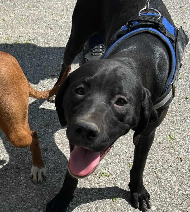 An adult large-sized female Black Labrador Retriever dog named Queenie for adoption in Traverse City, MI